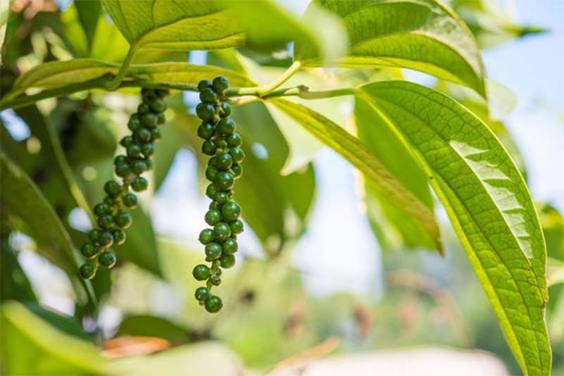 Chuyên gia: Giá tiêu lấy lại mốc 160.000 đồng/kg trong tuần này