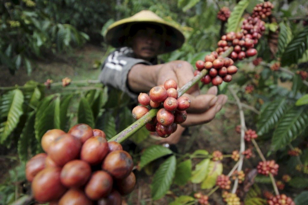 Nhu cầu tiêu thụ cà phê tiếp tục tăng trên toàn cầu bất chấp giá cao.
