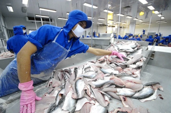 Hiệp định cá tra tham gia sâu hơn vào chuỗi sản xuất và cung ứng toàn cầu