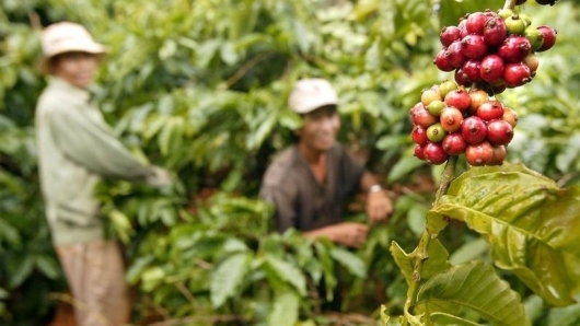 Giá cà phê liên tục biến động, các doanh nghiệp lớn không dám ký hợp đồng mới