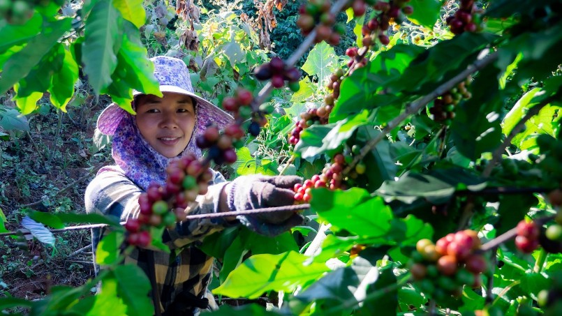 Theo số liệu thống kê của ngành cà phê Việt Nam, hiện nay khoảng 82% sản lượng cà phê được xuất khẩu ở dạng nhân thô
