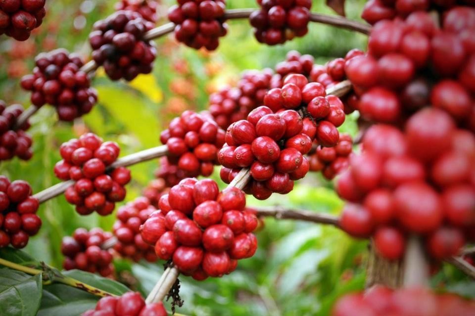 Giá cà phê trong nước sáng nay (15/7) ổn định nằm trong khoảng 127.900-128.600 đồng/kg