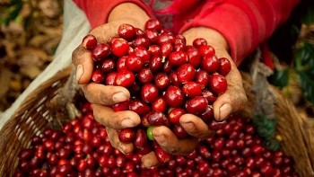 Việt Nam chỉ còn 210.000 tấn cà phê để xuất khẩu trong 4 tháng tới