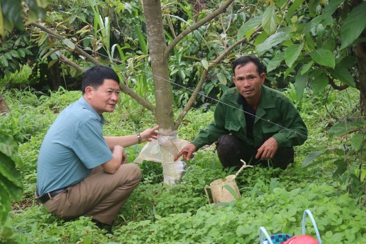 Đắk Lăk: Truy tìm đối tượng phá hoại hàng loạt cây sầu riêng sắp thu hoạch