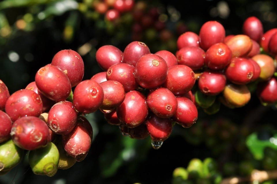 Xuất khẩu cà phê có thể lên tới 6 tỷ USD, mức cao nhất trong lịch sử.