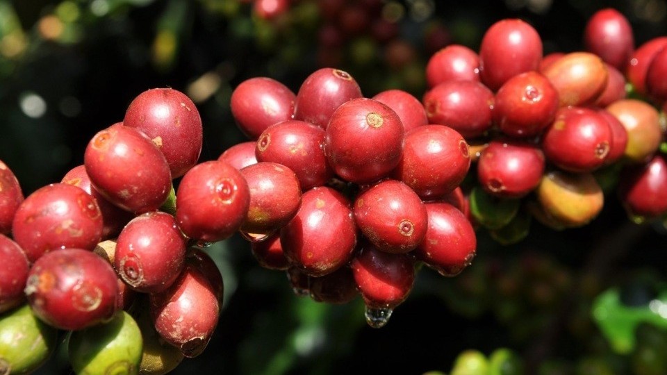 Xuất khẩu cà phê có thể lên tới 6 tỷ USD, mức cao nhất trong lịch sử