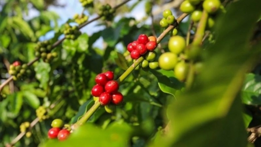 Là nước xuất khẩu cà phê hàng đầu thế giới, vì sao Việt Nam vẫn phải tăng nhập khẩu mặt hàng này?