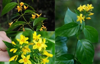 Cây lá ngón dễ gây nhầm lẫn với các loại cây thuốc, rau rừng khác, chuyên gia đưa ra cảnh báo