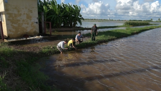 Nam Định mưa lớn kéo dài, người dân chịu cảnh "mất trắng" hàng chục nghìn héc ta lúa