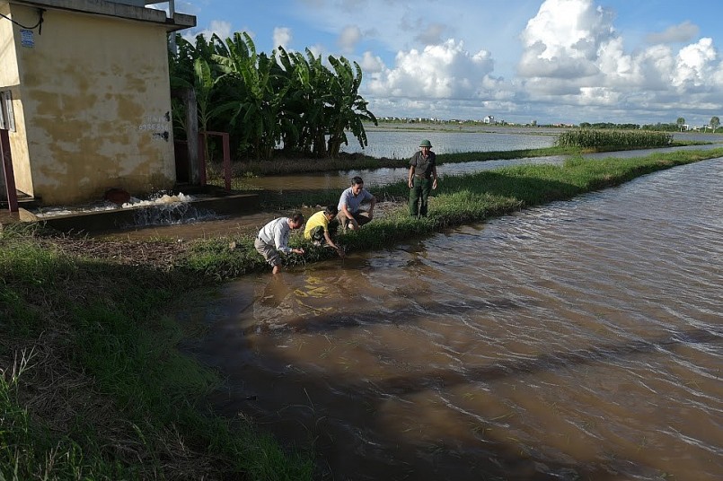 Nam Định mưa lớn kéo dài, hơn ba chục nghìn héc ta lúa vừa gieo cấy ngập úng , người dân chịu cảnh "mất trắng"