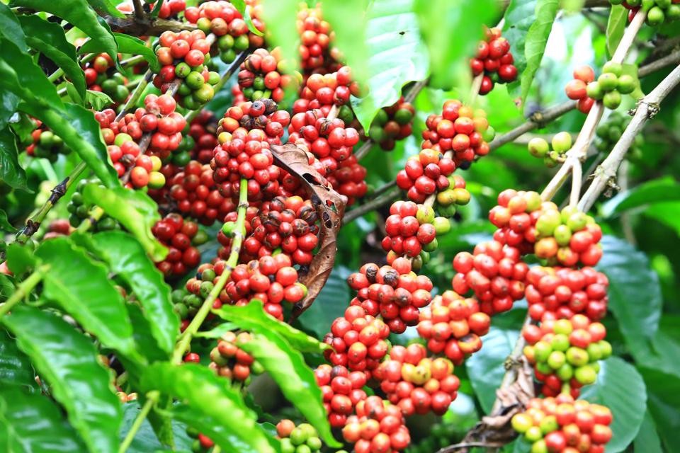 Giá cà phê trong nước sáng nay (24/7) tăng 1.000 đồng/kg so với ngày hôm qua.