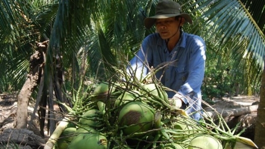 Ngành dừa Việt Nam có thể thu thêm 300 triệu USD từ thị trường Trung Quốc
