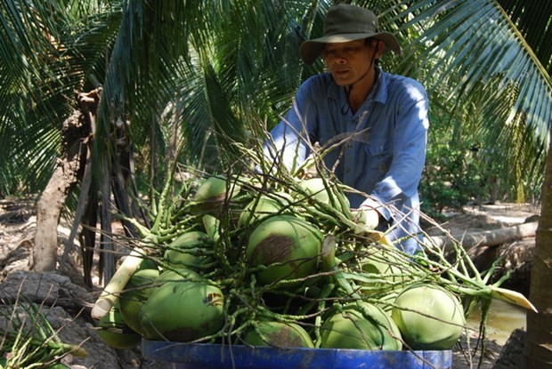 Ngành dừa Việt Nam có thể thu thêm 300 triệu USD từ thị trường Trung Quốc