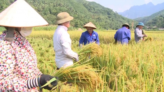 Cơ hội xuất khẩu gạo của Việt Nam từ nay đến cuối năm còn rất lớn