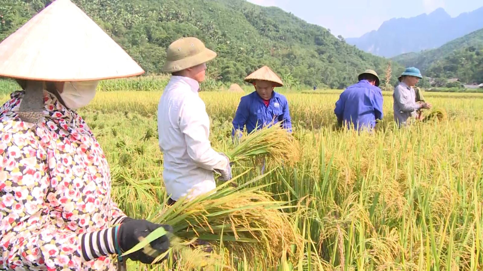 Cơ hội xuất khẩu gạo của Việt Nam từ nay đến cuối năm còn rất lớn