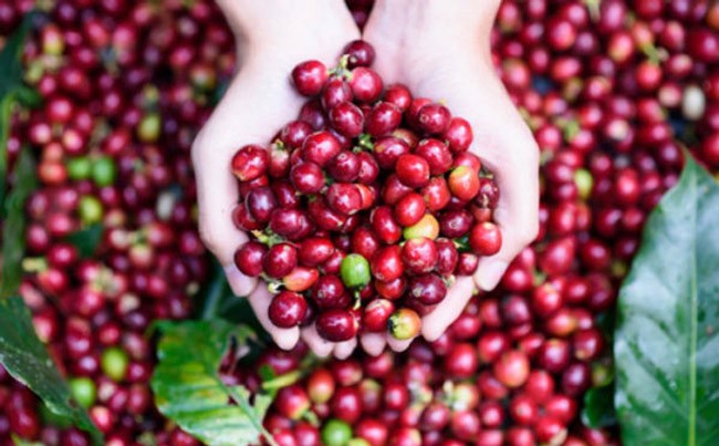 Giá cà phê trong nước giảm 1.400 - 1.500 đồng/kg so với ngày hôm qua.