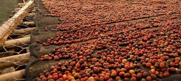 nửa đầu tháng 7, xuất khẩu cà phê chỉ đạt trên 32.000 tấn, giảm đến 40% so với cùng kỳ năm 2023. 