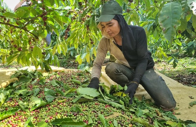 Thị trường cà phê tuy có nhiều biến động nhưng giá khó giảm sâu