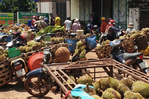 Nông dân xót xa bán những trái sầu riêng rụng sớm vì mưa kéo dài với giá chỉ 3.000 đồng/kg