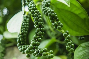 Vì sao doanh nghiệp xuất khẩu tiêu như 