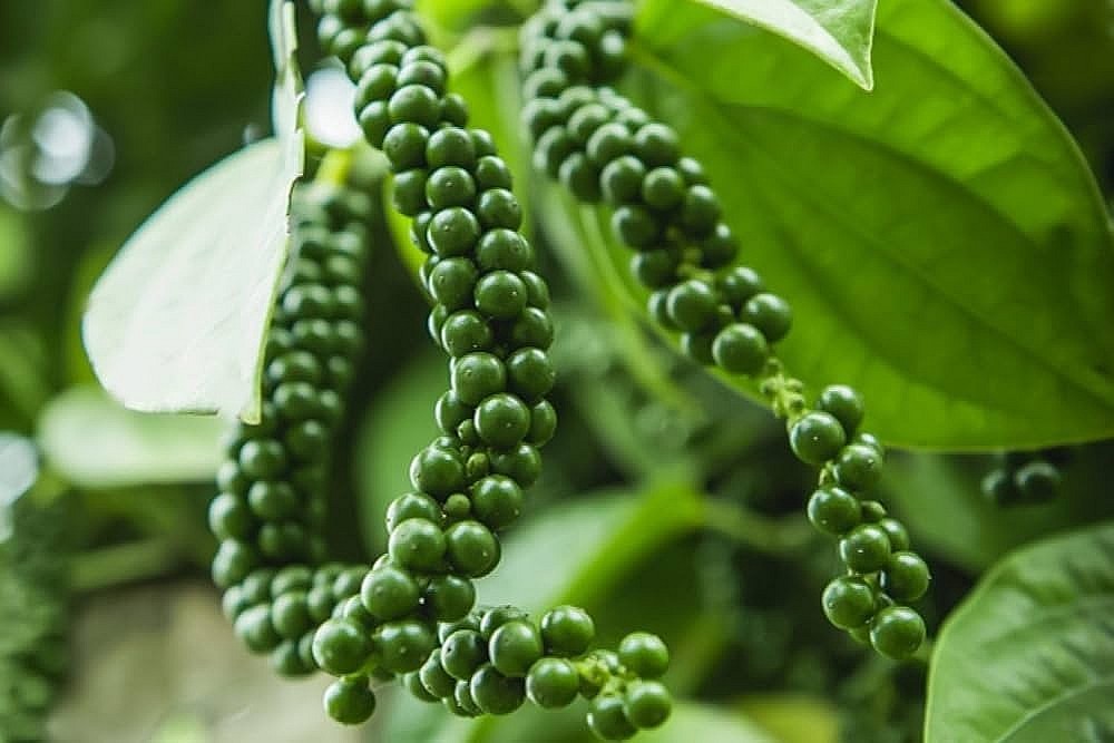Vì sao doanh nghiệp xuất khẩu tiêu như 