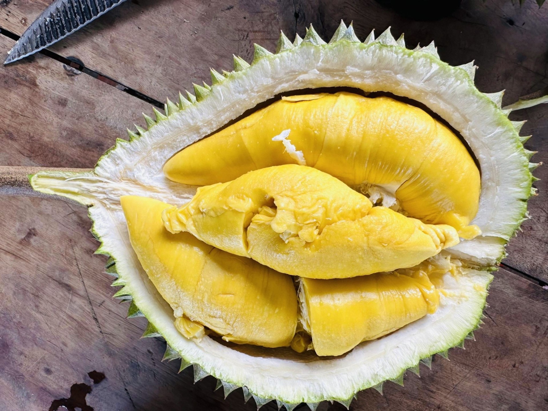 hiện tượng này trên cây sầu riêng Musang King một phần do chất lượng giống không đồng đều