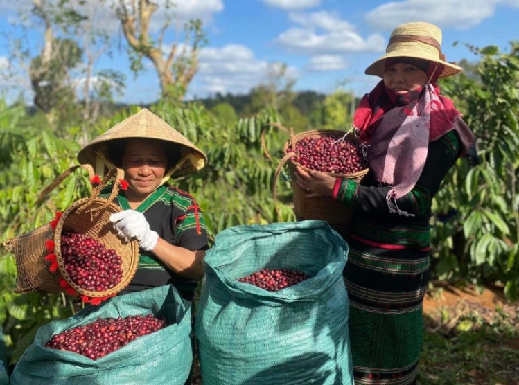 Nhận diện các yếu tố khiến giá cà phê “lao dốc”