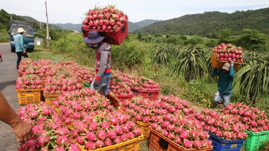 Cách nào khắc phục tình trạng nông sản bị cảnh báo ở nước ngoài?