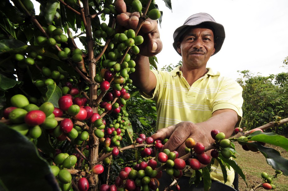 Thông tin sương giá tại Brazil đã ảnh hưởng đến giá cà phê tuần qua. 