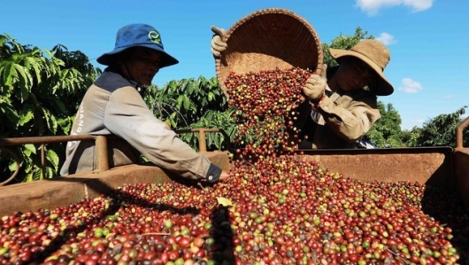 Giá cà phê được dự báo sẽ tiếp tục "nhảy múa"