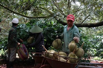 Tỉnh có diện tích sầu riêng lớn nhất nước chuẩn bị gì cho xuất khẩu sầu riêng cấp đông?