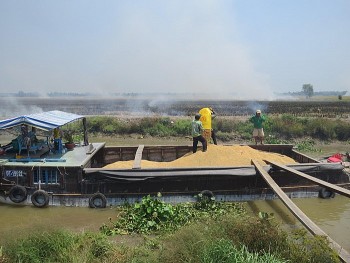 Huyện Tam Nông và tỉnh Đồng Tháp có thể tạo thương hiệu lúa gạo mùa nước nổi