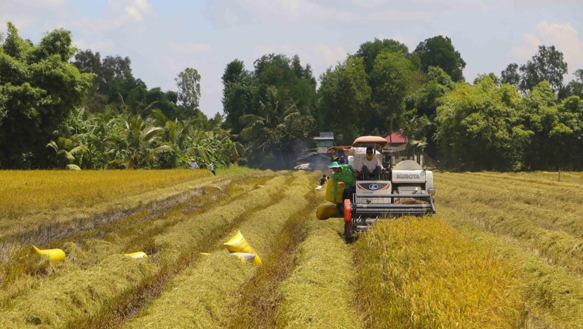 Trồng lúa phát thải thấp giảm chi phí sản xuất, tăng lợi nhuận cho người dân