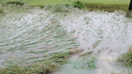 Gần 140.000 ha lúa và hoa màu bị ngập úng, hư hại nặng nề do bão số 3