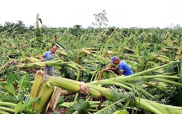 Gần 140.000 ha lúa và hoa màu bị ngập úng, hư hại nặng nề do bão số 3