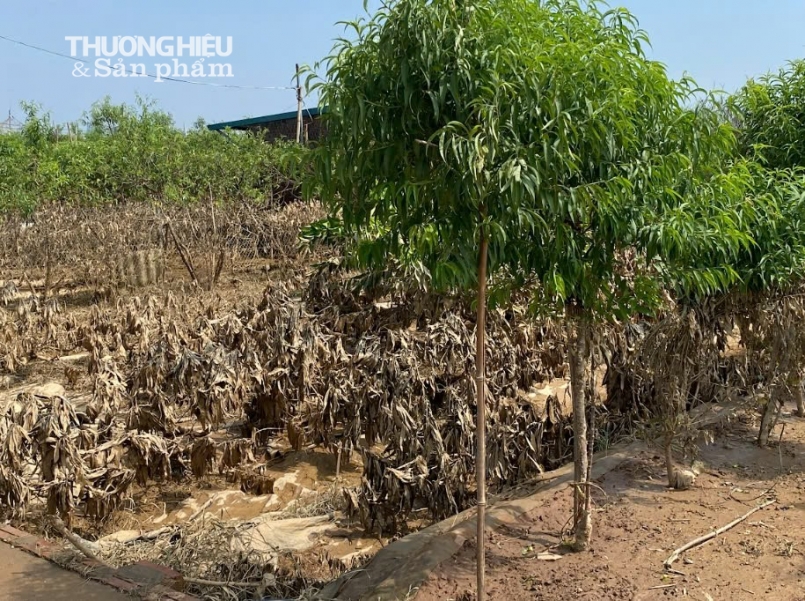 Vườn đào Nhật Tân tan tác sau lũ, người nông dân "đứt từng khúc ruột"