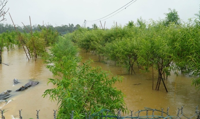 Vườn đào Nhật Tân tan tác sau lũ, người nông dân "đứt từng khúc ruột"