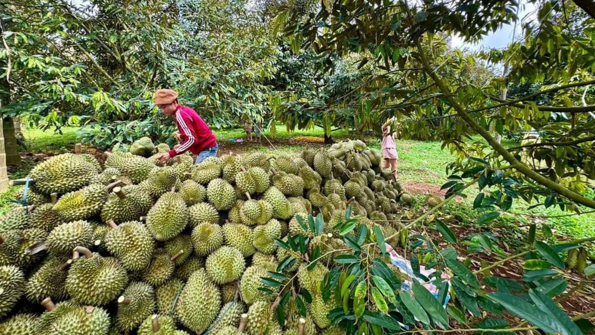 Sản lượng trái cây giảm mạnh, giá sầu riêng xuống mức thấp chưa từng thấy