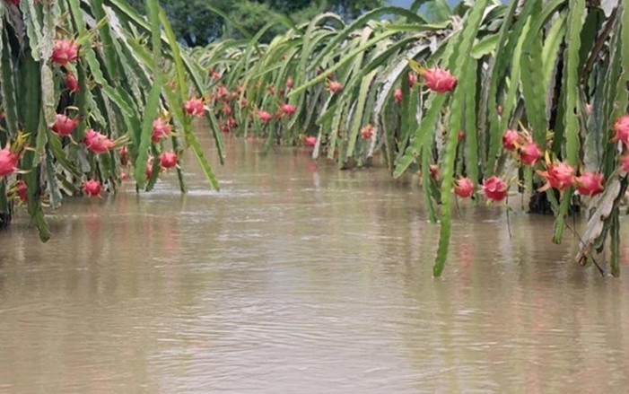 Vườn thanh long bị ngập.