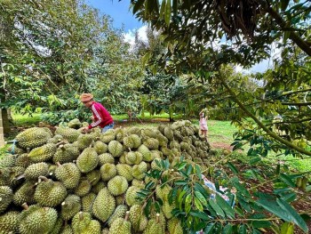 Sản lượng trái cây giảm mạnh, giá sầu riêng xuống mức thấp chưa từng thấy