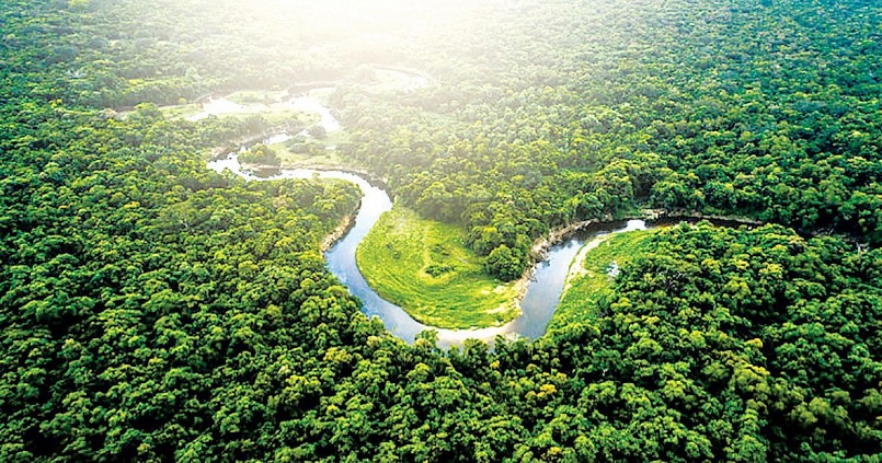  Phát triển lâm nghiệp bền vững