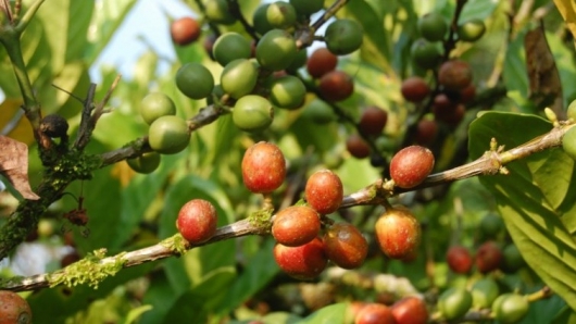 Tại sao giá cà phê Robusta tăng dữ dội?