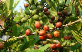 Tại sao giá cà phê Robusta tăng dữ dội?