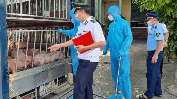 Ngăn chặn kịp thời phương tiện vận chuyển gần 800kg lợn chết, nhiễm bệnh đang trên đường tiêu thụ