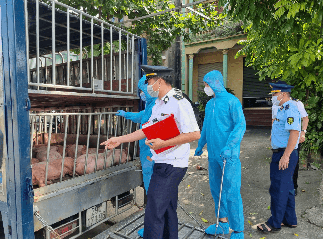 Ngăn chặn kịp thời phương tiện vận chuyển gần 800kg lợn chết, nhiễm bệnh đang trên đường tiêu thụ