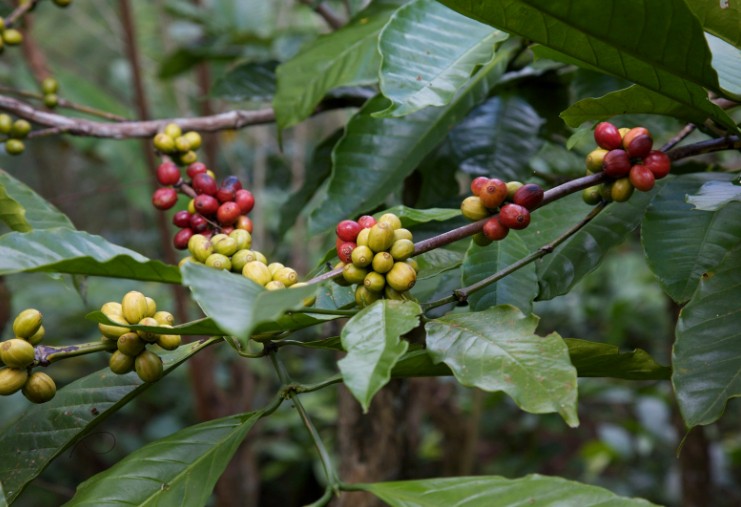 Robusta bật tăng mạnh, cà phê Việt hưởng lợi lớn