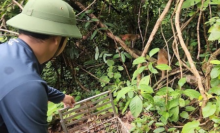 15 cá thể động vật hoang dã ở Quảng Bình được thả về môi trường tự nhiên