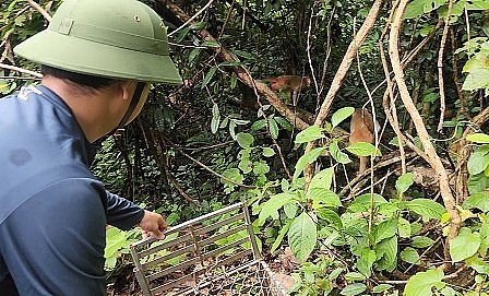 15 cá thể động vật hoang dã ở Quảng Bình được thả về môi trường tự nhiên