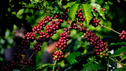 Giá cà phê duy trì đà tăng, Robusta liên tục lập kỷ lục