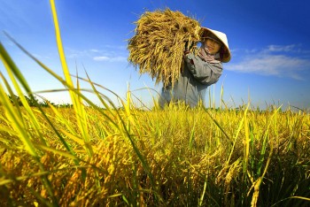 Tin vui cho nông dân trồng lúa phát thải thấp ở ĐBSCL